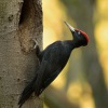Datel cerny - Dryocopus martius - Black Woodpecker 1965